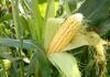 Кукурудза - це однорічна трав'яниста рослина: вирощування, сорти, фото, опис, фото