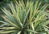 Yucca: a look in the minds of the home Yucca planting and a look in the minds of the home