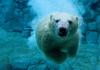 Зникаюча досконалість: маловідомі факти про білого ведмедя Чому вимирають білі ведмеді